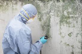 Environmental Consulting for Mold Prevention in Los Alamos, CA